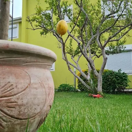فيلة House