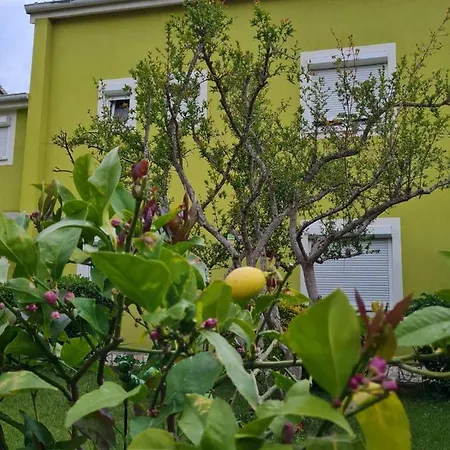 فيلة House بولا